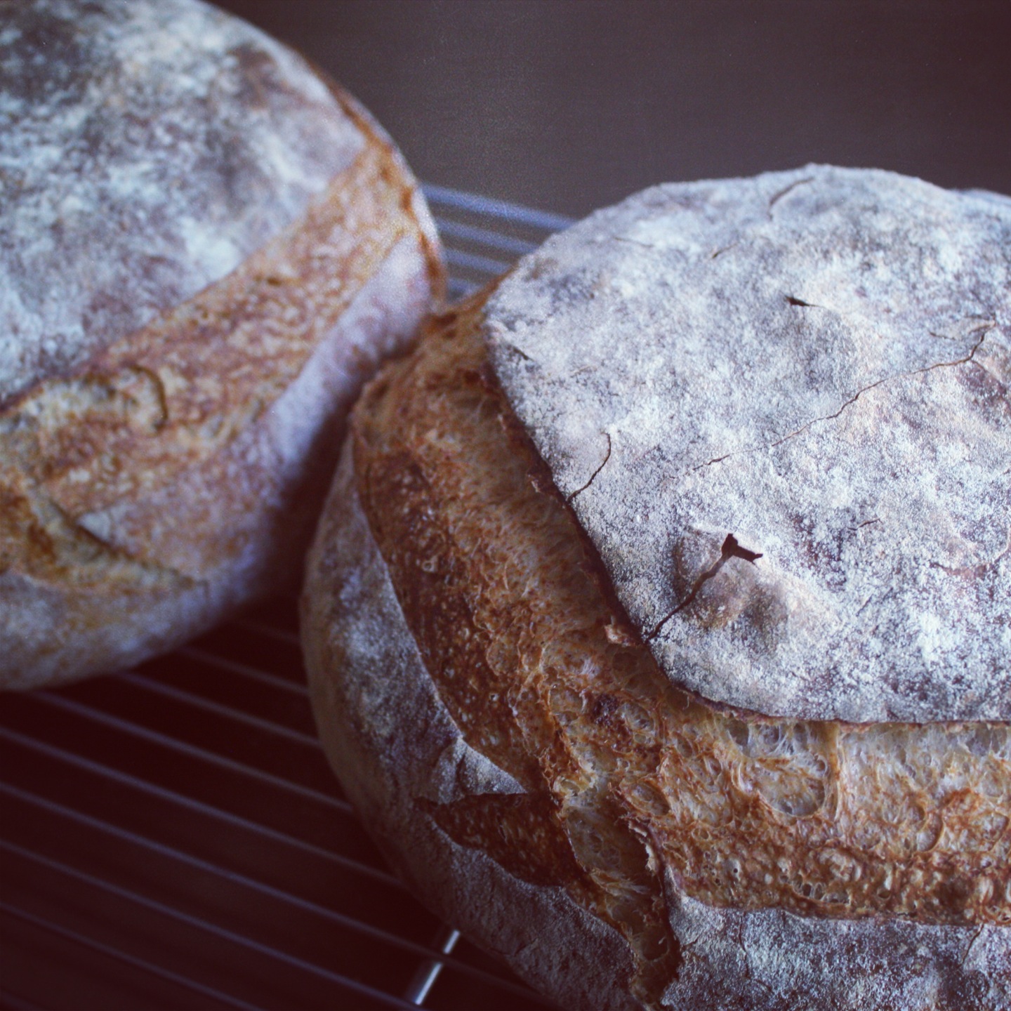 Sourdough boules